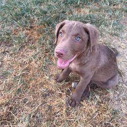 Orange Boy - Light brown male Chesapeake Bay Retriever puppy in Dallas, Texas from Cedar Ridge Chessies