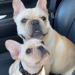 French Bulldogs from Charisma French Bulldogs
