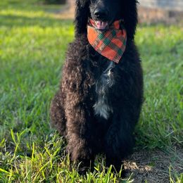 Boy 3 - Poodle puppy from JEN's Poodles