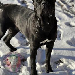 Guenhwyvar AKA Guen (G-eh-n) - Black female Cane Corso puppy in Stilwell, Oklahoma from Killing Joke Kennels