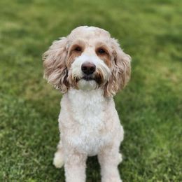 Hazel - Goldendoodle