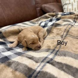 Boy 1 - Apricot male Goldendoodle puppy in Denison, Texas from Texoma Doodles