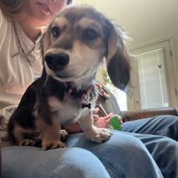 Dachshund Puppies from M & M Breeding