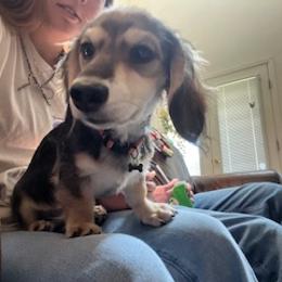 Dachshund Puppies from M & M Breeding