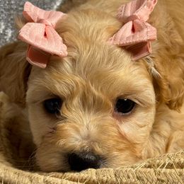 F1 100225 CC - Apricot female Maltipoo puppy in Bakersfield, California from Silvia's Maltipoos