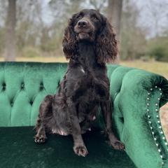 Boykin Spaniel and Goldendoodle Puppies from Double Shot Boykins