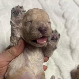 Starr - Apricot female Poodle puppy in Elgin, South Carolina from Silver Bells Paw Prints