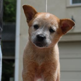 Australian Cattle Dog Puppies from Kanku