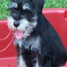 Miniature Schnauzers from Von Ruhr Miniature Schnauzers