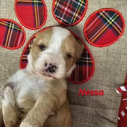 Nessa - Gold and white female Tibetan Terrier puppy in Dorena, Oregon from Angel Tibetans Of Oregon