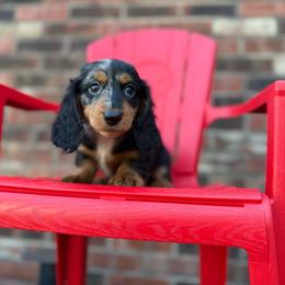 Wasabi - Dapple male Dachshund puppy in Westport, Kentucky from Lonestar Creek Farm