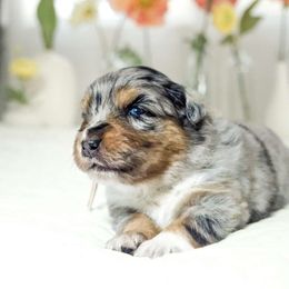 Orchid (Heavens 9 Orchid Meadow In Bloom) - Blue merle Australian Shepherd puppy in Fresno, California from Heaven's 9