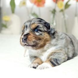 Orchid (Heavens 9 Orchid Meadow In Bloom) - Blue merle Australian Shepherd puppy in Fresno, California from Heaven's 9