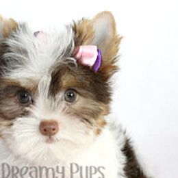 Biewer Terriers and Yorkshire Terriers from Dreamy Pups