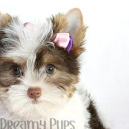 Biewer Terriers and Yorkshire Terriers from Dreamy Pups