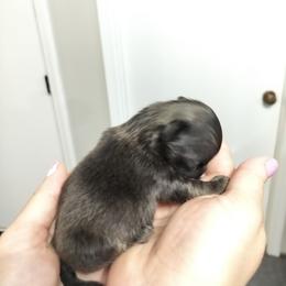 Akc Eugene - Black sabled fawn male Chihuahua puppy in Cedarville, Ohio from Evereve Kennels
