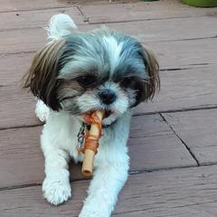 Shorkies from Ruff Rush