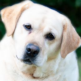 Willow - Labrador Retriever