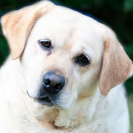 Willow - Labrador Retriever