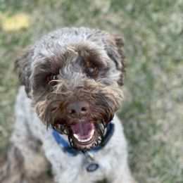 Mateo - Australian Labradoodle
