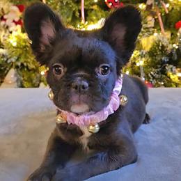 Aspen - Black and white female French Bulldog puppy in Raymore, Missouri from Michelle Thompson