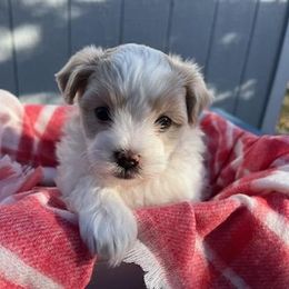 Maltese, Maltipoo, and Poodle Puppies from MountCarmelPuppies