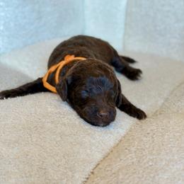 Toblerone - Chocolate male Goldendoodle puppy in Twin Falls, Idaho from Burrow & Bone