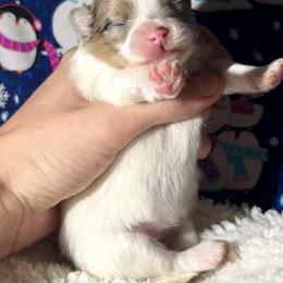 Merle Parti and Tan - Blue merle female Pomeranian puppy in Scottsburg, Virginia from Summer Set Poms