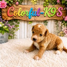 Chanel - Cream female Cavapoo puppy in Myrtle Beach, South Carolina from Colorful-K9'S