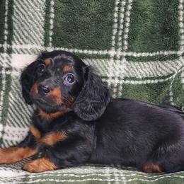 CKC JACK - Black and tan male Dachshund puppy in Swink, Oklahoma from Palali Farm