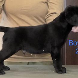 Labrador Retriever Puppies from R Little Retrievers
