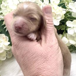 Beckett - Red male Dachshund puppy in Exeter, California from Sawtooth Miniature Dachshunds