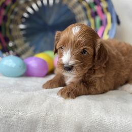 Raven - Red female Cavapoo puppy in Orrstown, Pennsylvania from Pawfect Fur Friends