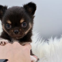 Groceries - Black and tan male Chihuahua puppy in Raleigh, North Carolina from Fiddlefigg Chihuahuas