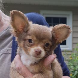 Denver - Chocolate sabled fawn male Chihuahua puppy in Indian Trail, North Carolina from Carry On Chihuahuas