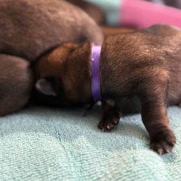 Purple collar - Mahogany male Belgian Malinois puppy in Denver, Colorado from Morales Kennels