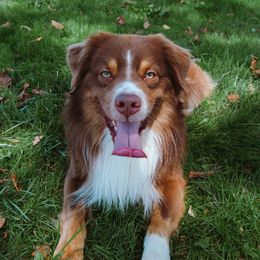 TANGO - Australian Shepherd