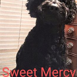Mer Mer - Goldendoodle