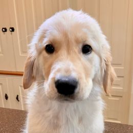 Bryce - Light golden Golden Retriever puppy in Michigan from Cider Ash Goldens