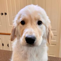 Bryce - Light golden Golden Retriever puppy in Michigan from Cider Ash Goldens