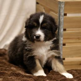 Australian Shepherd and Miniature Schnauzer Puppies from Dustyn Watson