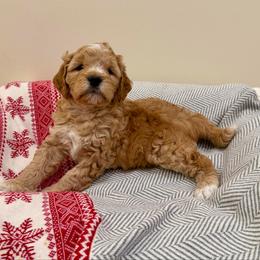 Pine - Apricot male Goldendoodle puppy in Jones, Michigan from KaZoo Doodles