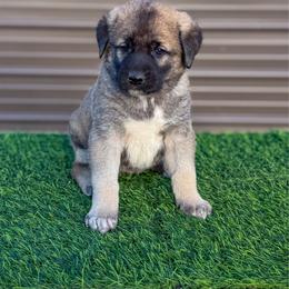Orange collar - Fawn male Anatolian Shepherd Dog puppy in Spokane, Washington from 4D Cattle Dogs
