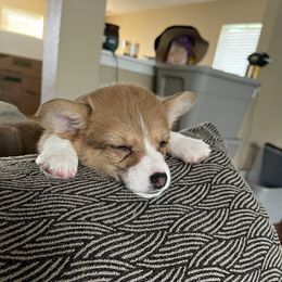 American Corgi and Pembroke Welsh Corgi Puppies from Chaotic Corgi’s