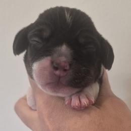 Dolly - Black tan and white female Beagle puppy in Salina, Kansas from Peace Love frenchies