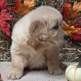 Emmi boy 2 - Light golden male Golden Retriever puppy in Niles, Michigan from Christiana Creek Goldens
