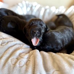 Girl 3 - Black female Labrador Retriever puppy in Ranchita, California from Pacific Crest Labradors