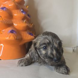 SISSY - Brindle female Dachshund puppy in Poplarville, Mississippi from T's Kennel