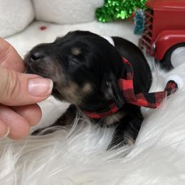 Prince Charming - Black and cream male Dachshund puppy in Prescott, Arizona from Dachshund Family Love Breeders