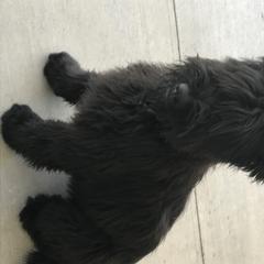 Briard Puppies from Sendero Briards